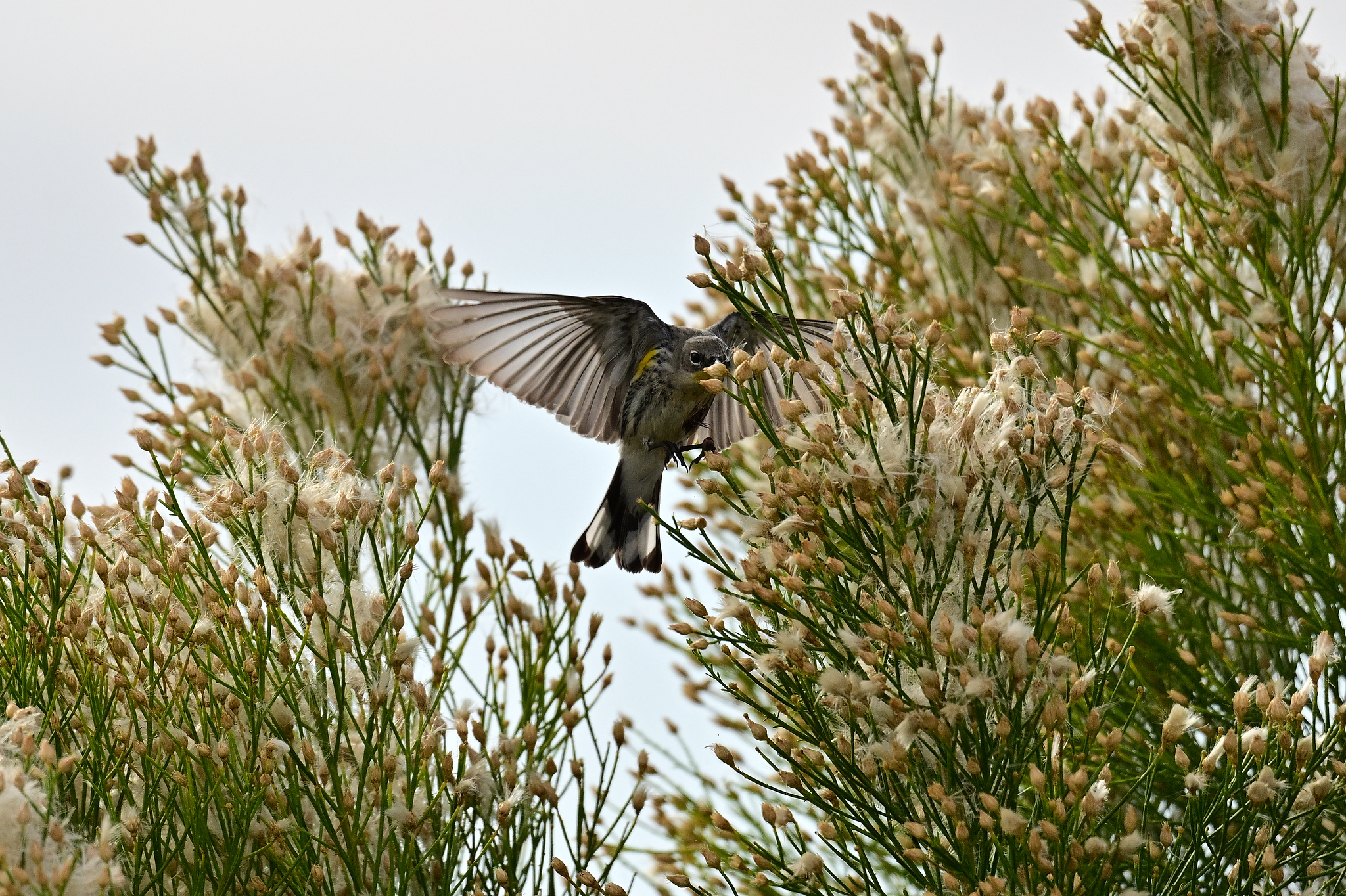 Yellow-rumped Warbler (Setophaga coronata), photo 6