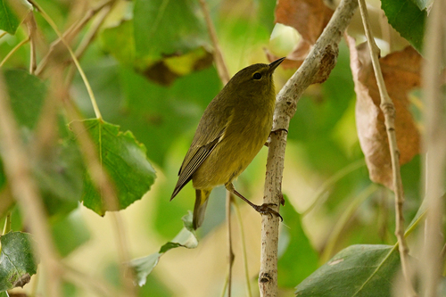 Orange-crowned Warbler (Leiothlypis celata), photo 5
