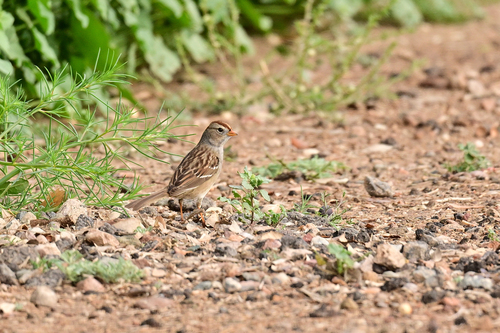 White-crowned Sparrow (Zonotrichia leucophrys), photo 9