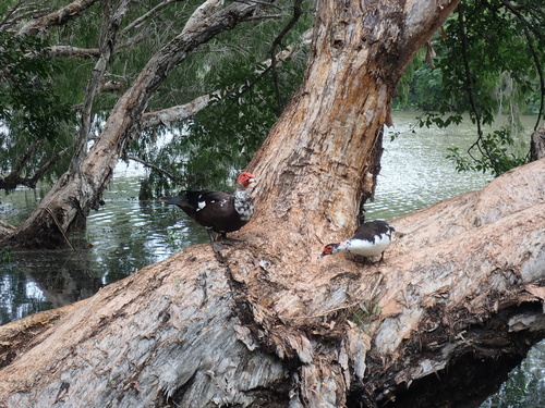 Muscovy Duck (Cairina moschata), photo 5