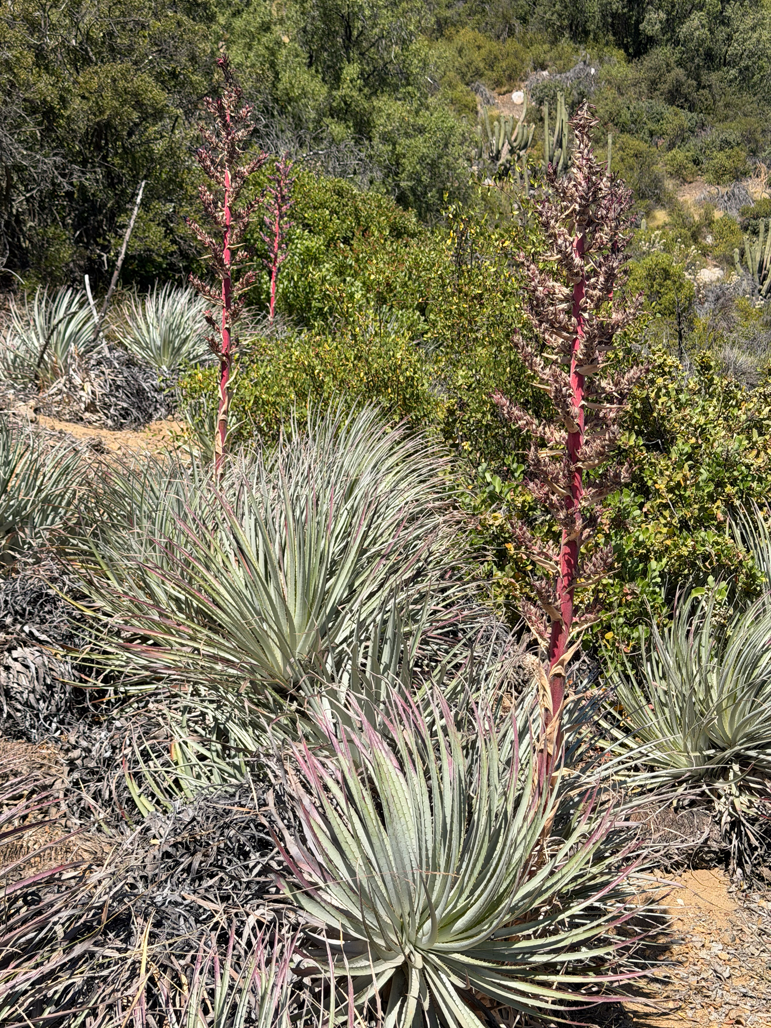 Puya × berteroniana 2