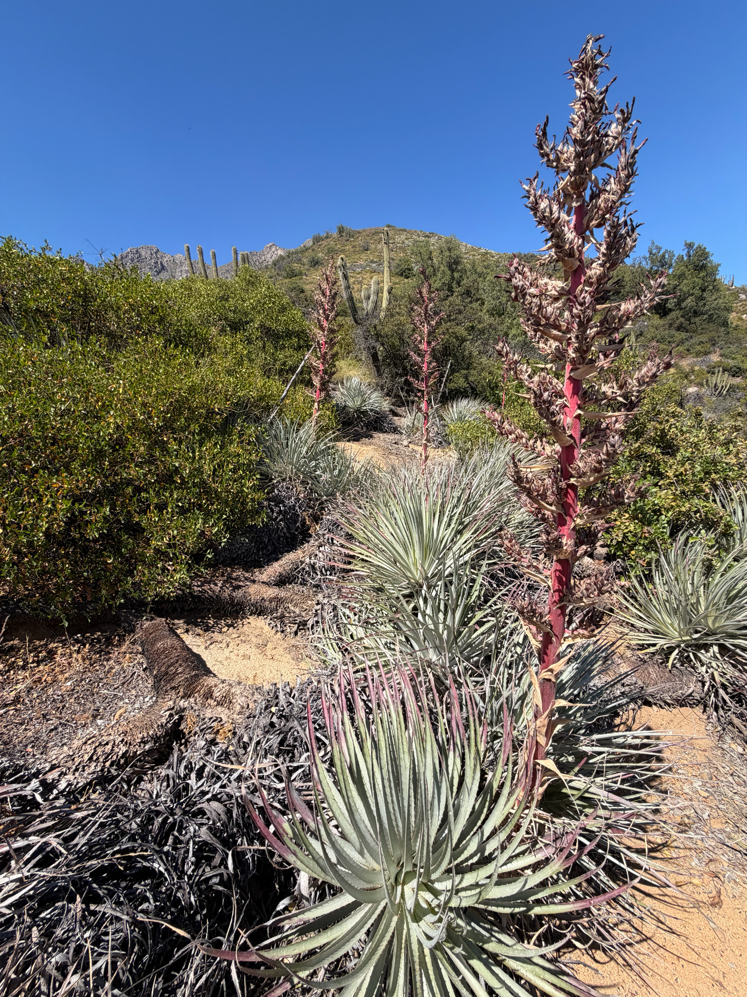 Puya × berteroniana