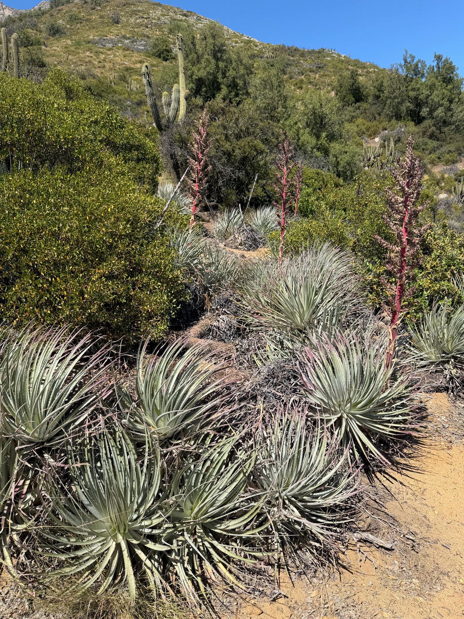 Puya × berteroniana 3