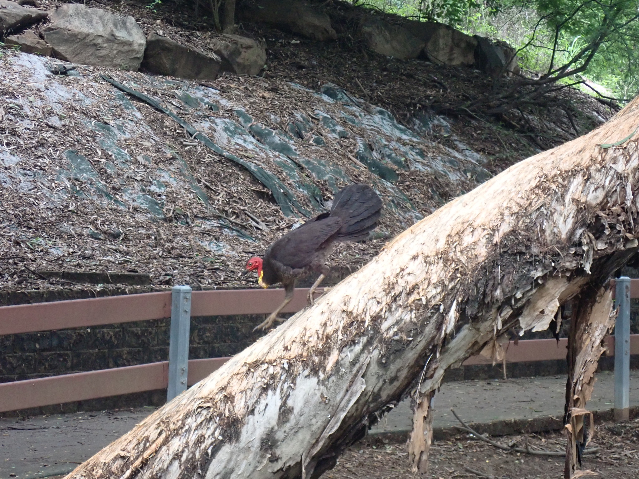 Australian Brushturkey (Alectura lathami), photo 3