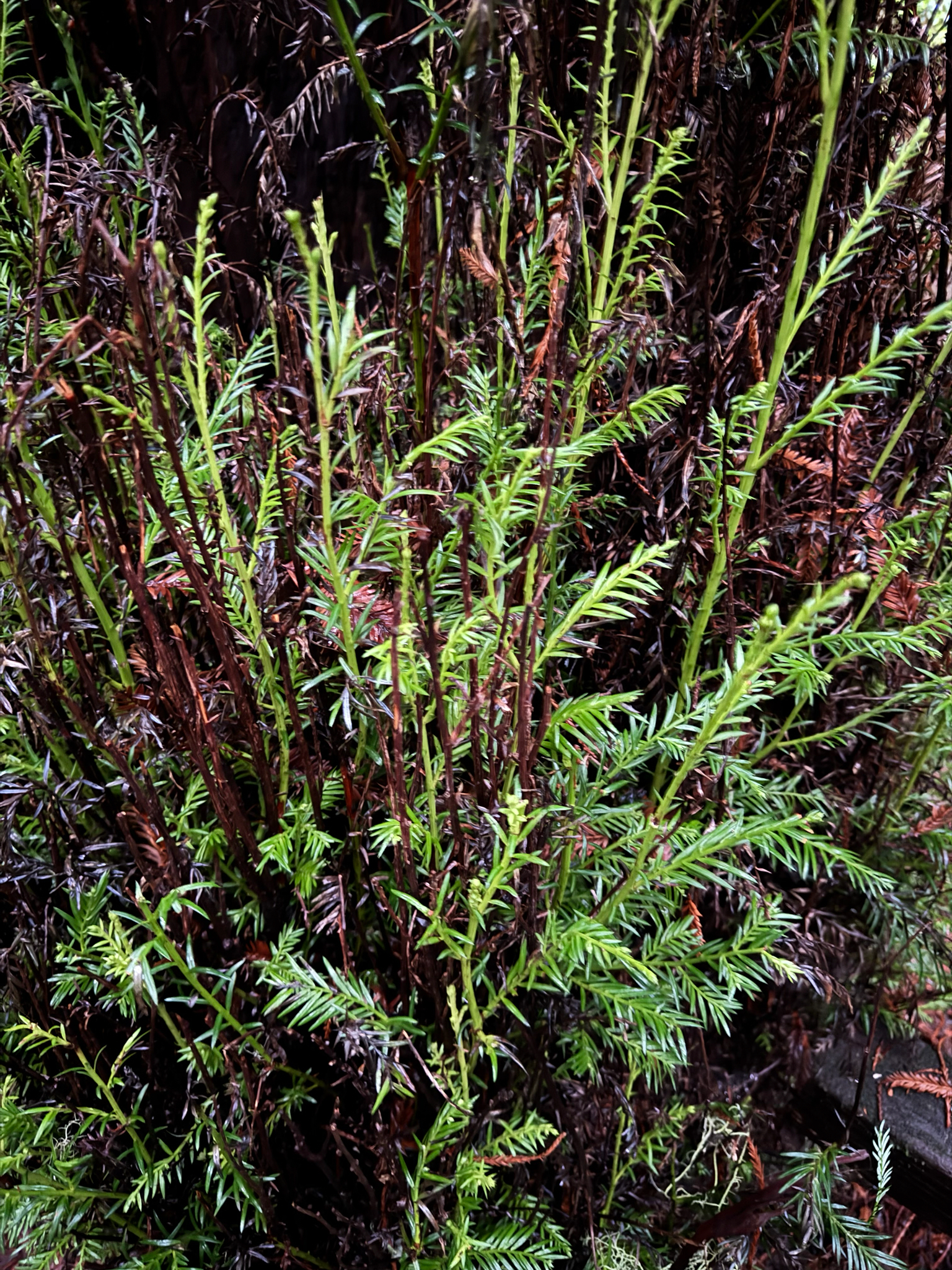 Imagem de sequoia