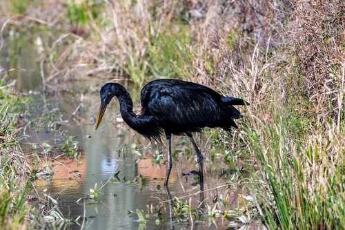 Great Blue Heron photographed in Louisiana