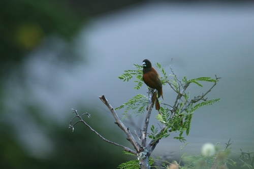 Chestnut Munia (Lonchura atricapilla)