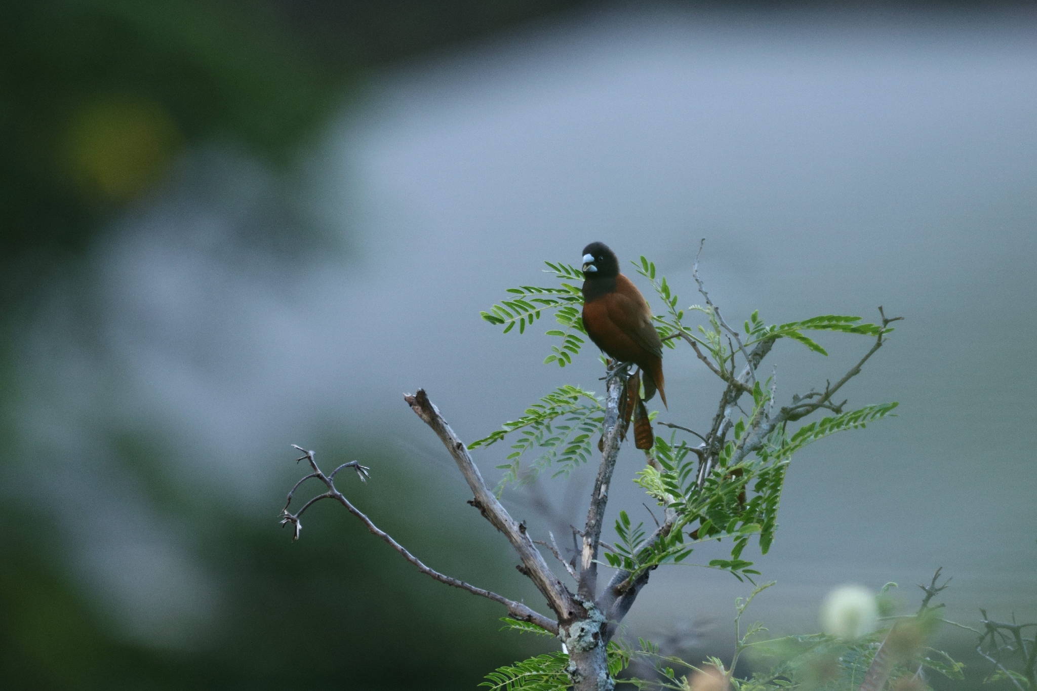 Chestnut Munia (Lonchura atricapilla), photo 1