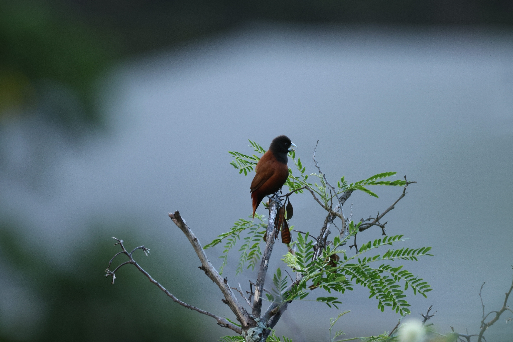 Chestnut Munia (Lonchura atricapilla), photo 2