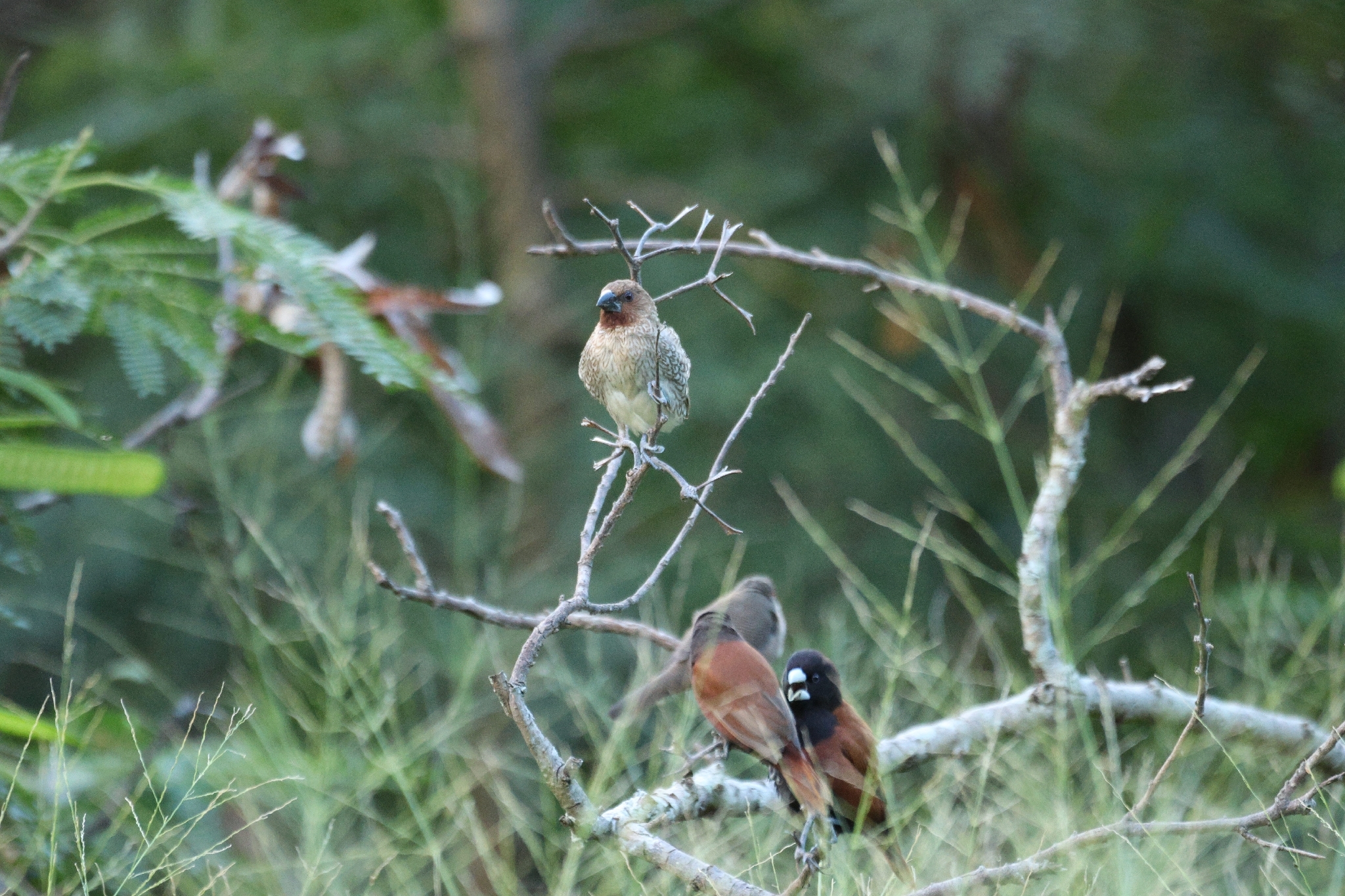 Chestnut Munia (Lonchura atricapilla), photo 8