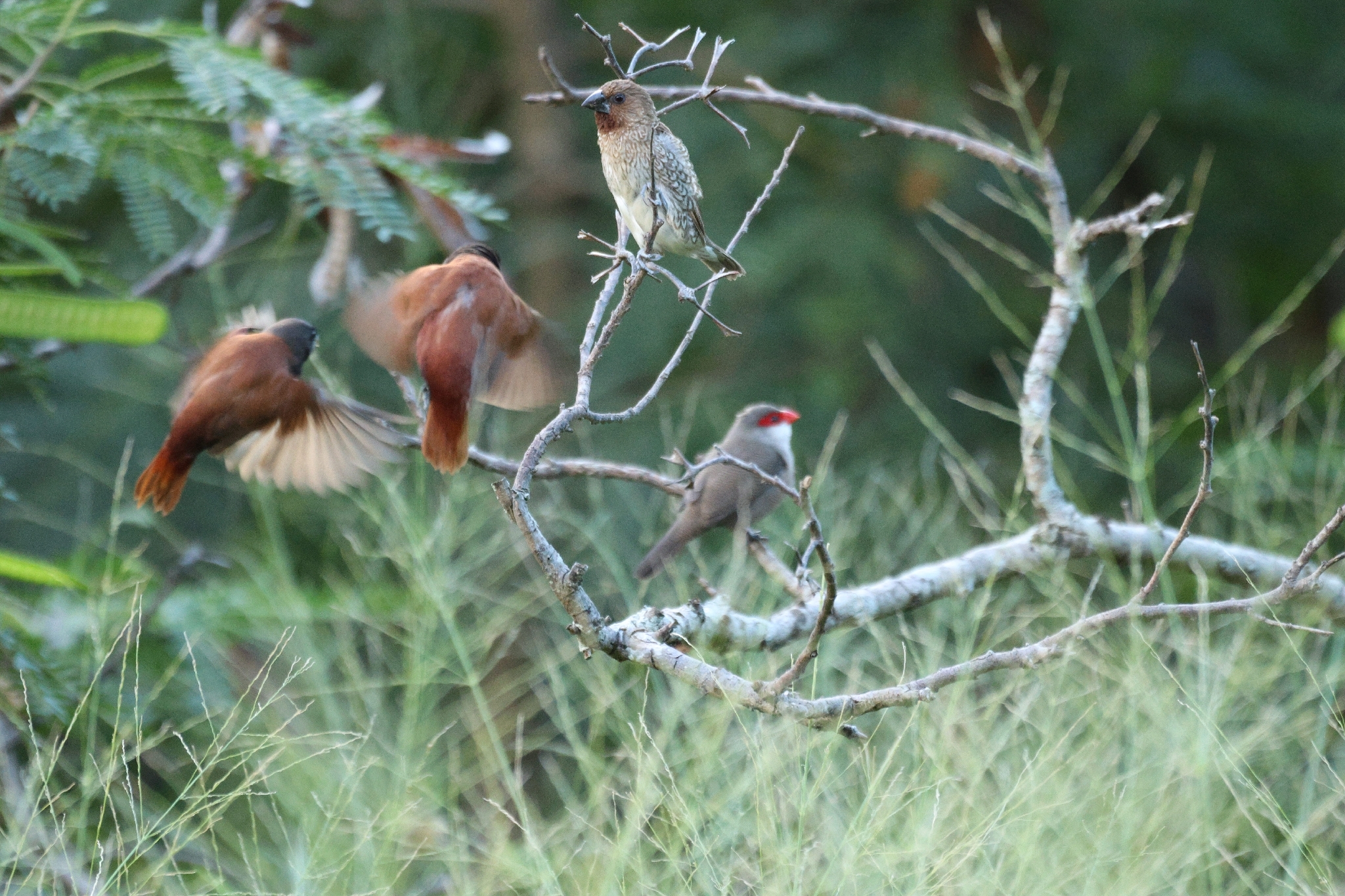 Chestnut Munia (Lonchura atricapilla), photo 9