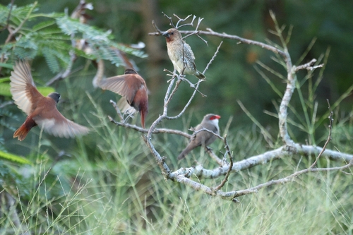 Chestnut Munia (Lonchura atricapilla), photo 10