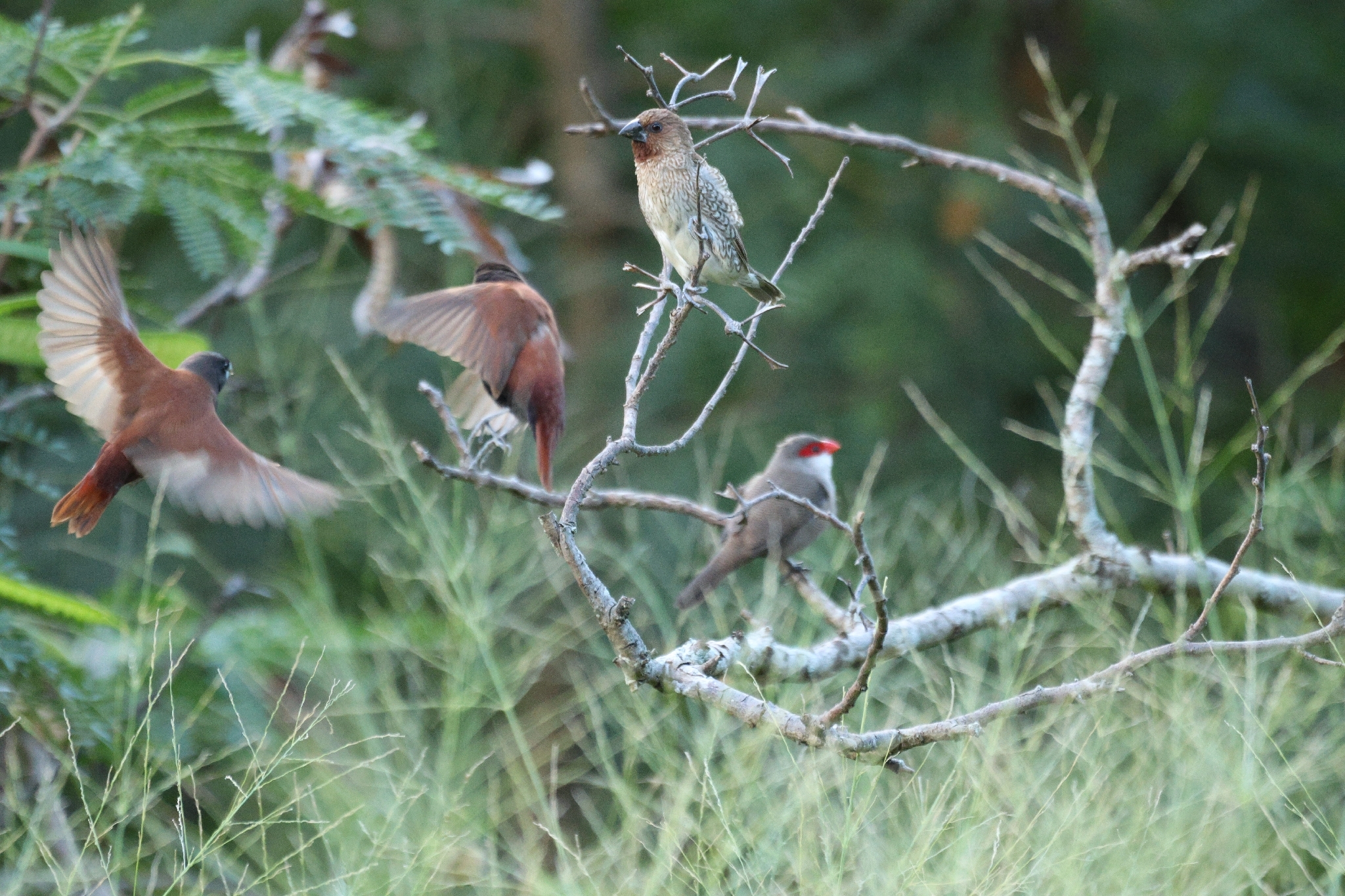 Chestnut Munia (Lonchura atricapilla), photo 10