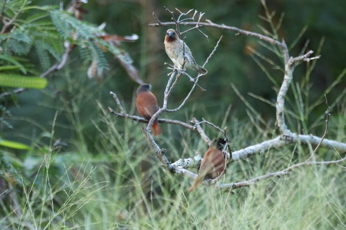 Scaly-breasted Munia (Lonchura punctulata), photo 2