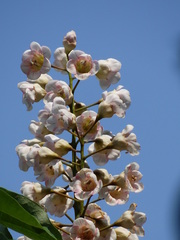 Bretschneidera sinensis