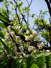 Bretschneidera sinensis