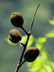 Bretschneidera sinensis