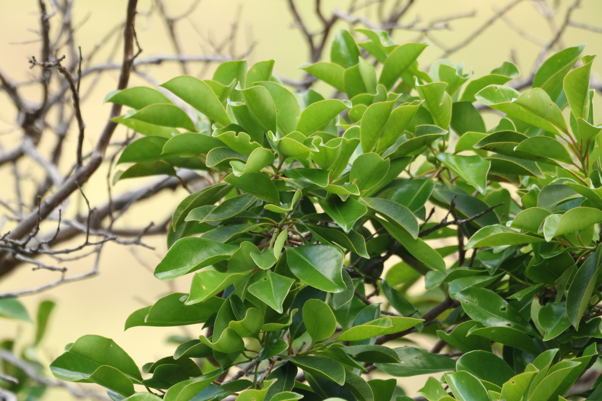 Psidium cattleianum