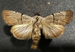 Sympistis greyi