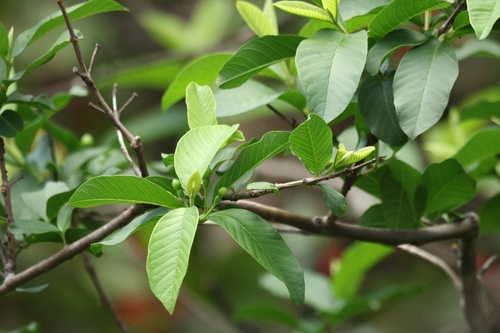Ein weiteres Foto von Guava
