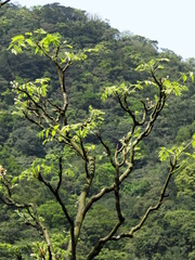 Bretschneidera sinensis