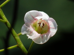 Bretschneidera sinensis