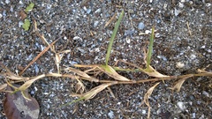 Eremochloa ophiuroides