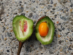 Bretschneidera sinensis