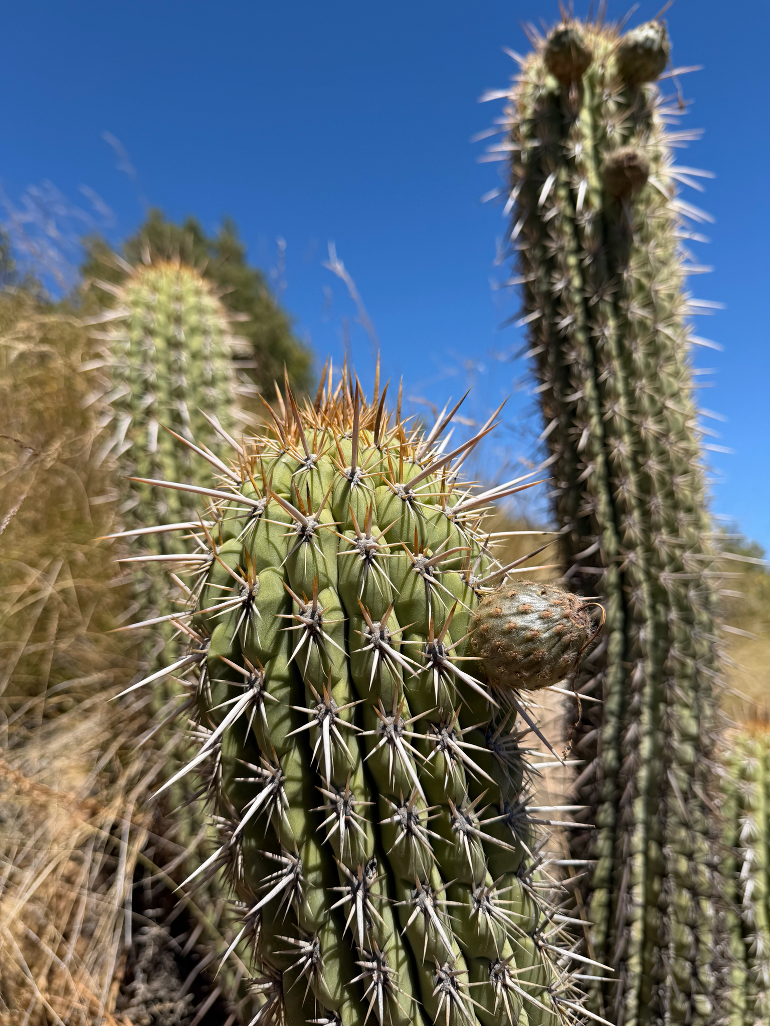Leucostele chiloensis (Quisco Cactus)