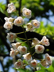 Bretschneidera sinensis