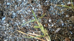 Eremochloa ophiuroides