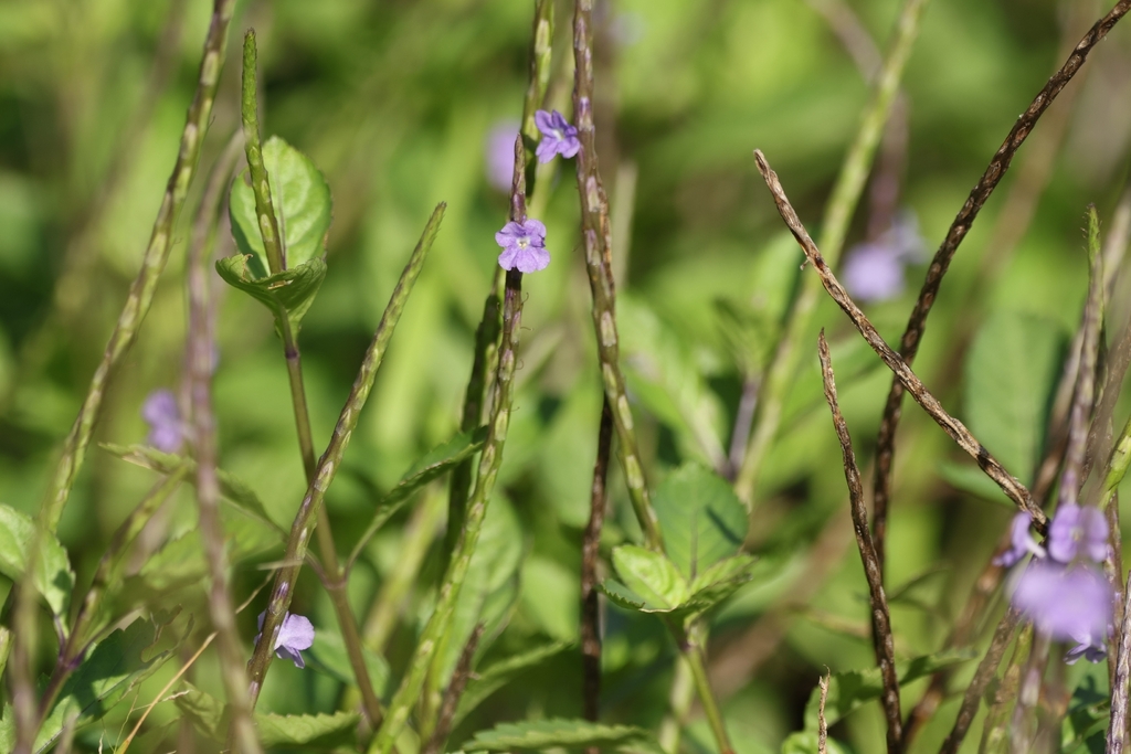 Đuôi chuột – Stachytarpheta jamaicensis