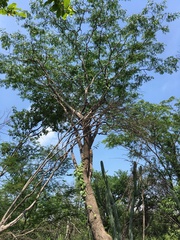 Gonopterodendron arboreum