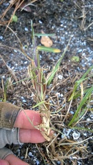 Eremochloa ophiuroides