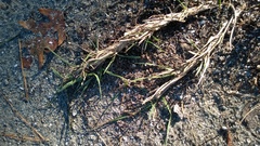 Eremochloa ophiuroides