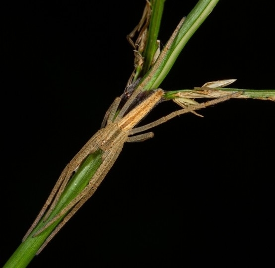 Tibellus gerhardi