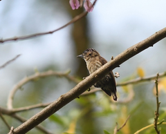 Picumnus granadensis