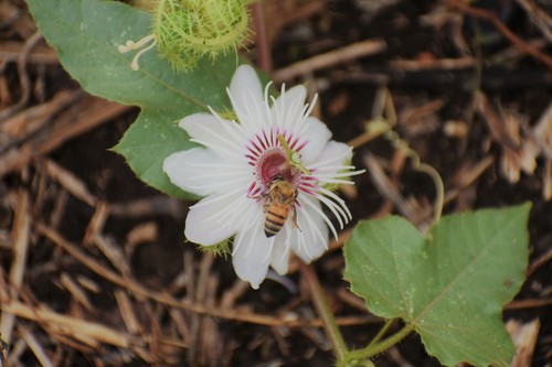 Passiflora foetida image