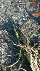 Eremochloa ophiuroides