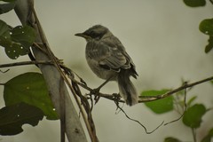 Mimus longicaudatus