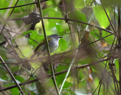 Poecilotriccus sylvia