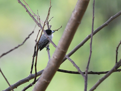 Pachyramphus rufus