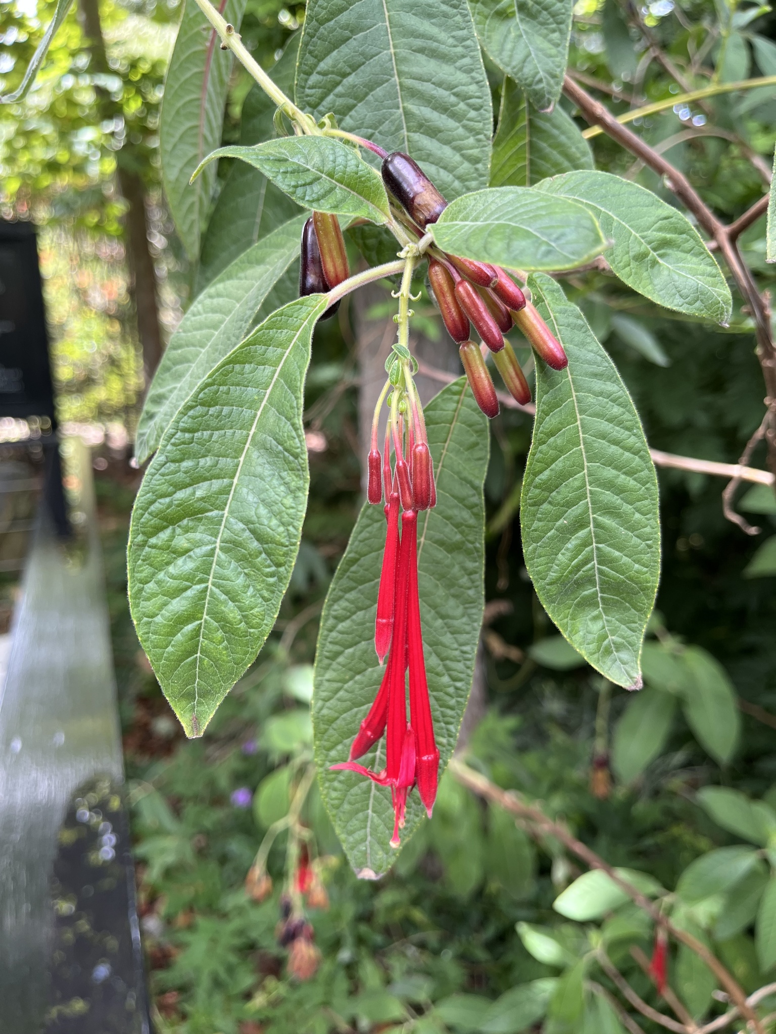 Fucsia de bolivia