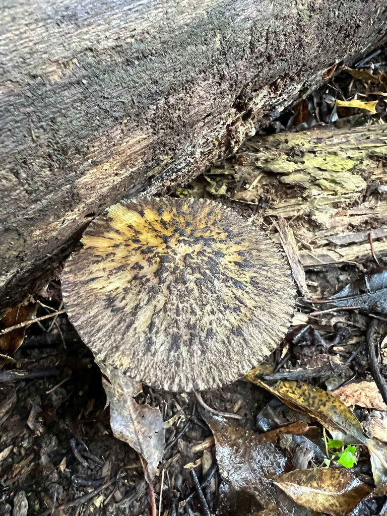 Pluteus readiarum · January 2026 · photo: © adzebill (iNaturalist, cc0)