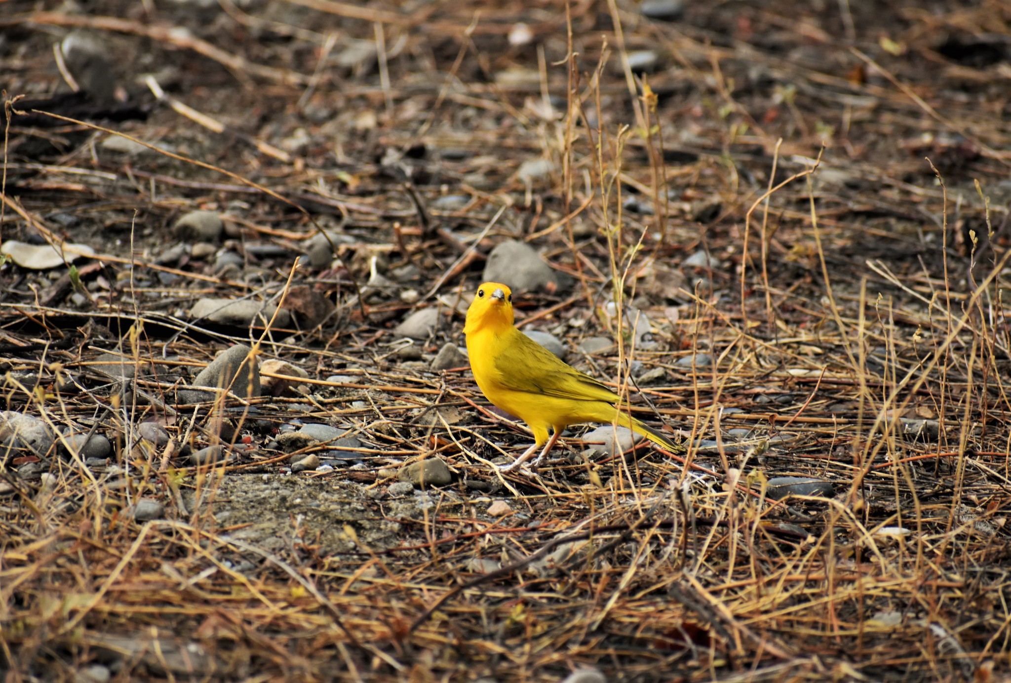 Sicalis flaveola image