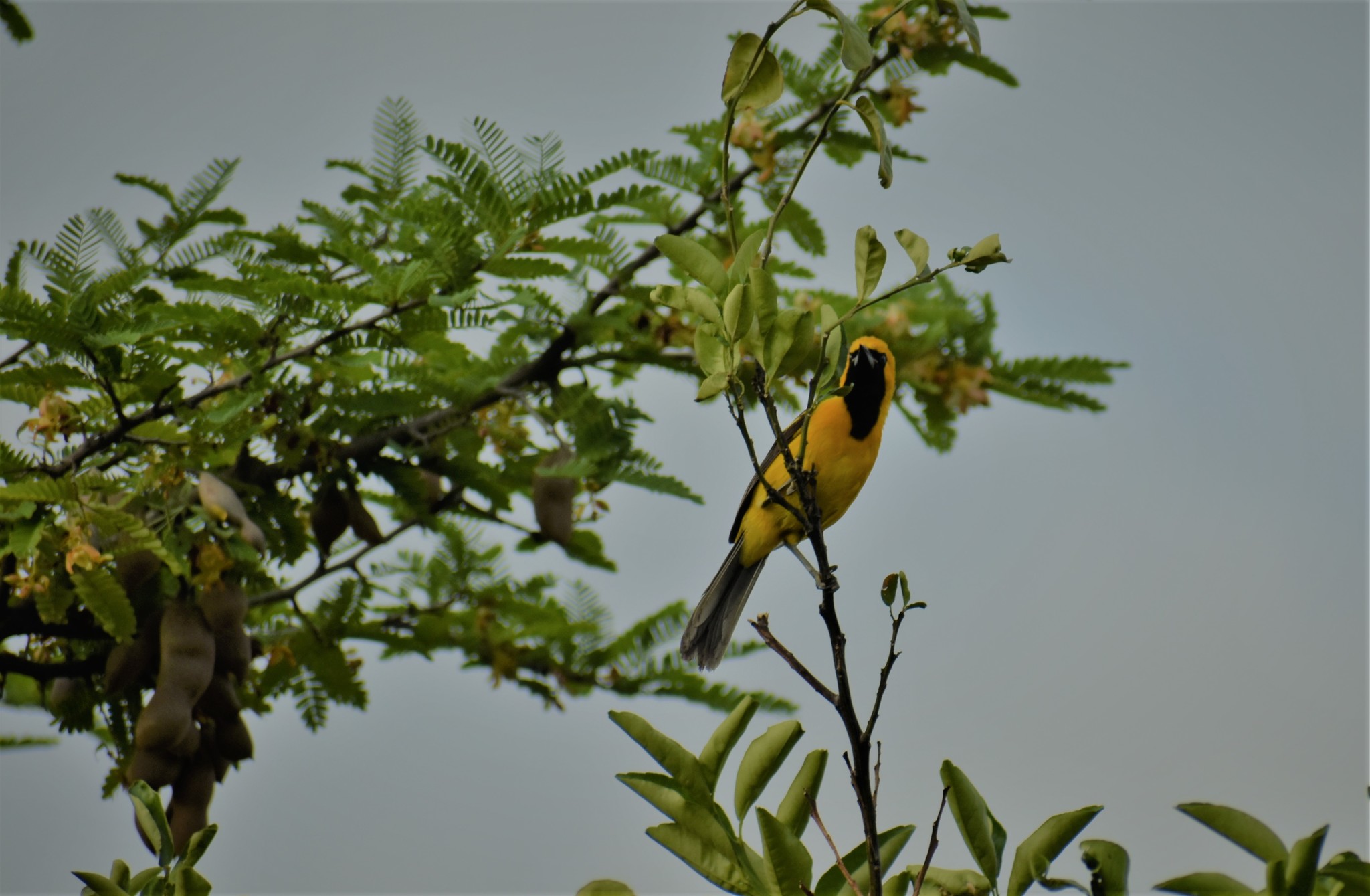 Icterus graceannae image
