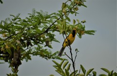 Icterus graceannae