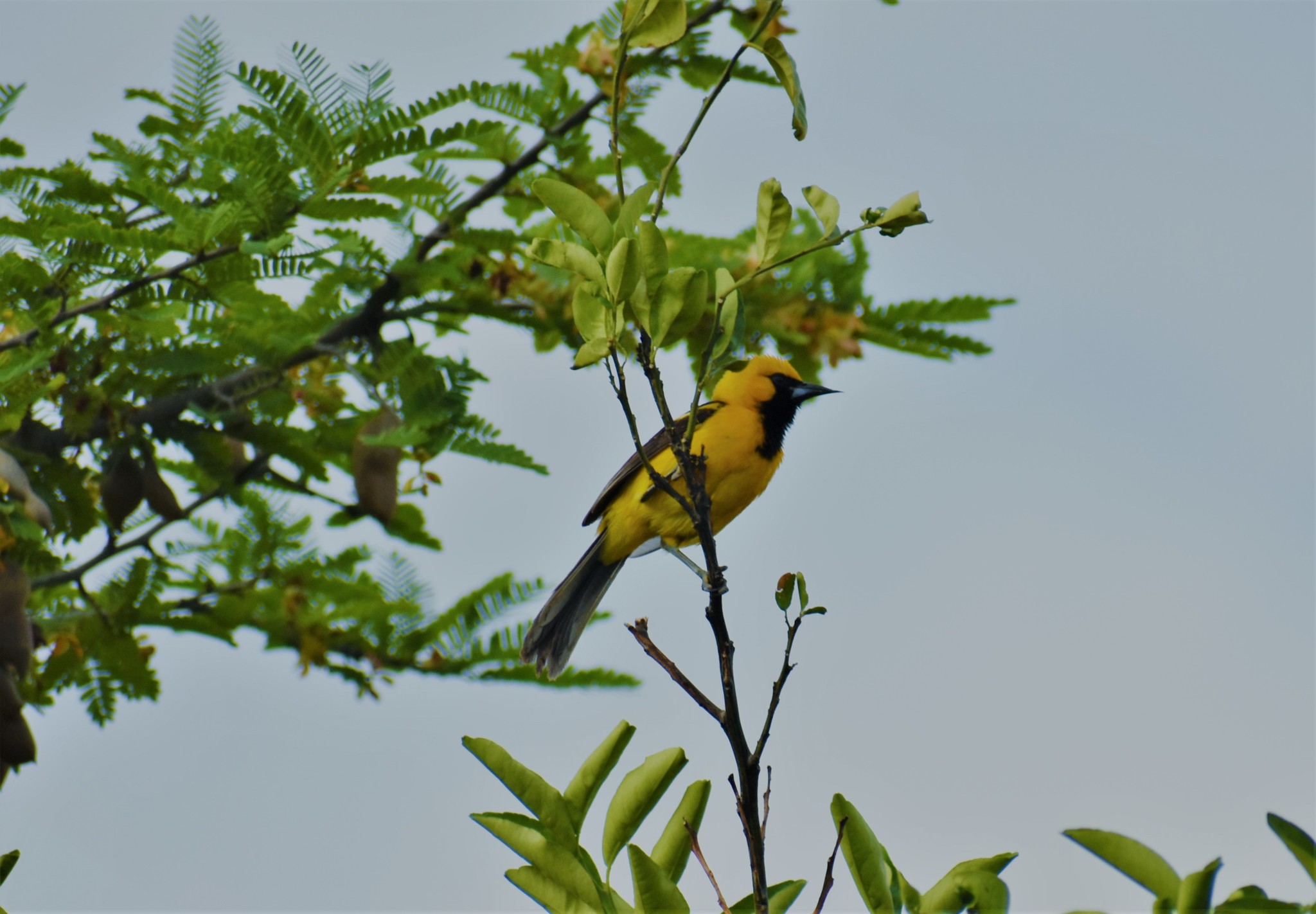 Icterus image