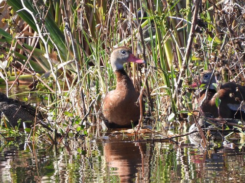 Black-bellied Whistling Duck (Dendrocygna autumnalis), photo 4