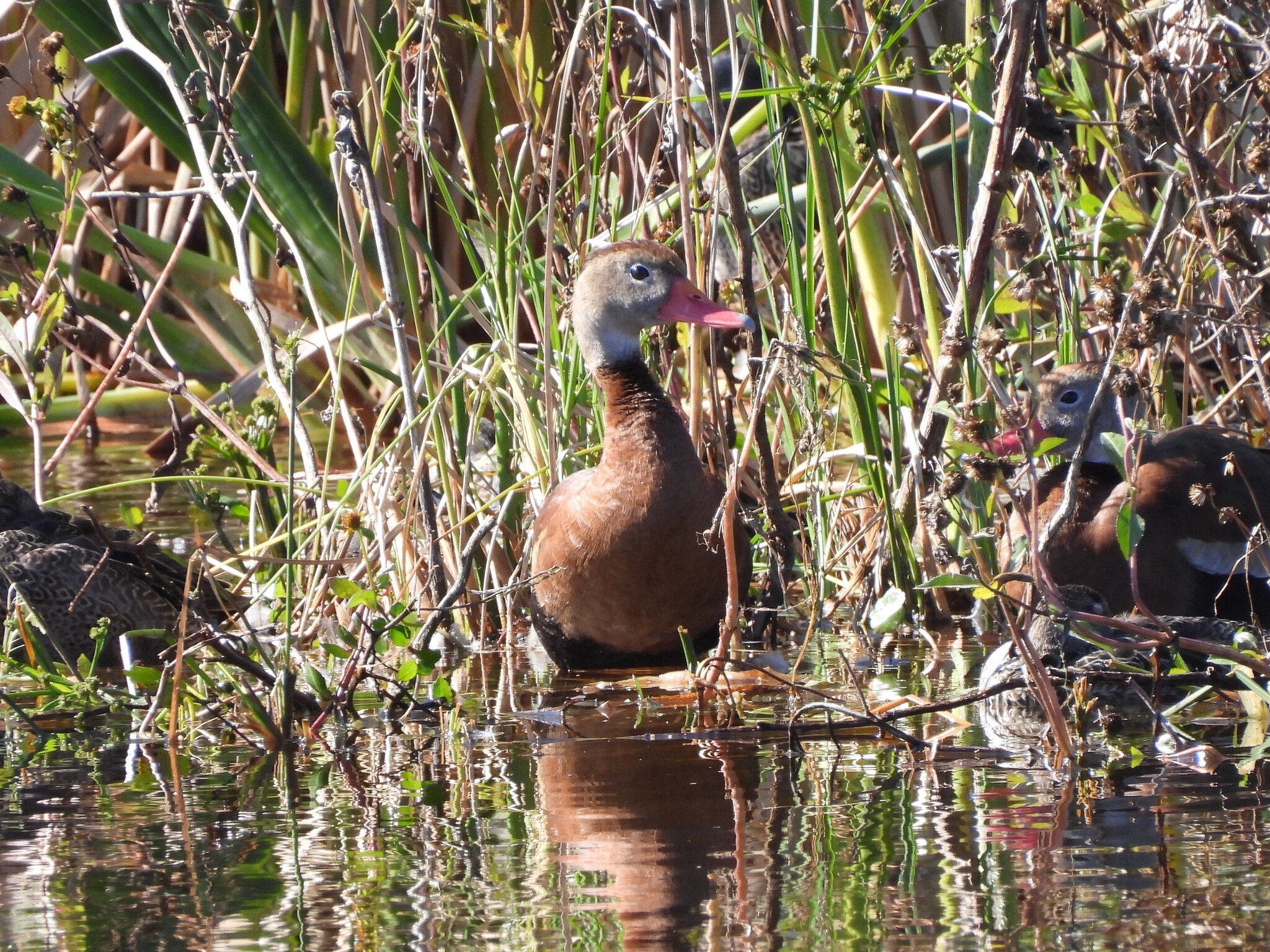 Black-bellied Whistling Duck (Dendrocygna autumnalis), photo 4